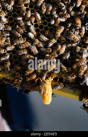 Singola cellula di sciame appesa fuori dal fondo di un telaio di covata in un alveare di ape di miele Foto Stock