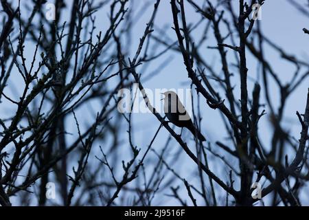 Cetti's Warbler (Cettia cetti) canto maschile adulto all'alba, Suffolk, Inghilterra, aprile Foto Stock