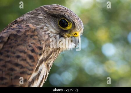 A Kestrel, Pitcombe Rock Falconry, Somerset, Inghilterra, Regno Unito Foto Stock