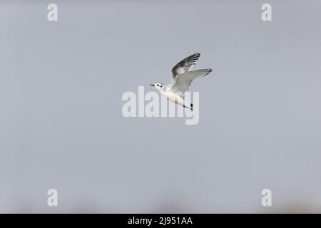 Little Gull (Larus minutus) prima piombatura estiva in volo, Suffolk, Inghilterra, aprile Foto Stock