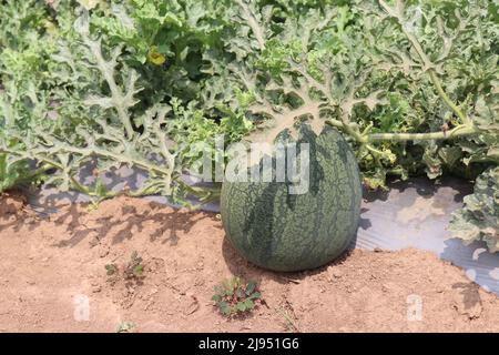 Cocomero coltivato sulla pianta in un allevamento orticolo, pratiche agricole moderne Foto Stock