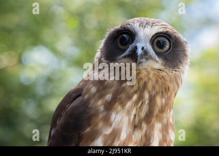 A Morepork Owl, Pitcombe Rock Falconry, Somerset, Inghilterra, Regno Unito Foto Stock