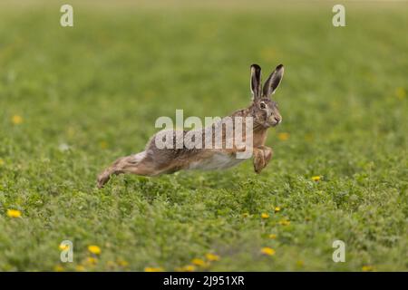 European Hare (Lepus europeaus) Adult Running, Hortobagy, Ungheria, aprile Foto Stock