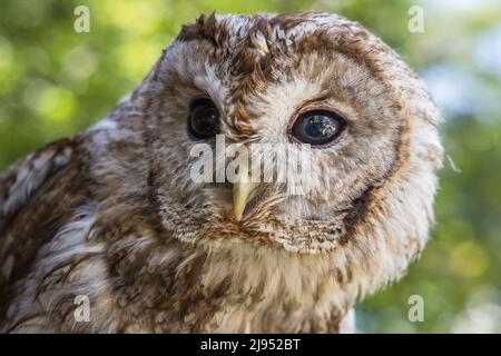 An Owl, Pitcombe Rock Falconry, Somerset, Inghilterra, Regno Unito Foto Stock