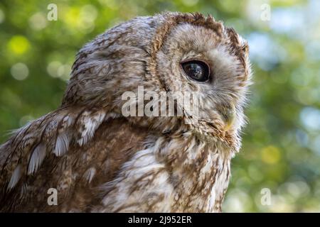 An Owl, Pitcombe Rock Falconry, Somerset, Inghilterra, Regno Unito Foto Stock