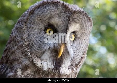 A Great Gray Owl, Pitcombe Rock Falconry, Somerset, Inghilterra, Regno Unito Foto Stock