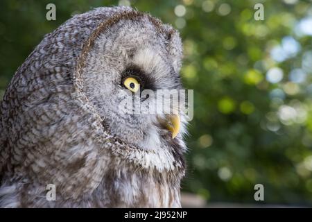 A Great Gray Owl, Pitcombe Rock Falconry, Somerset, Inghilterra, Regno Unito Foto Stock