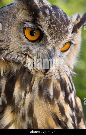 An Eagle Owl, Pitcombe Rock Falconry, Somerset, Inghilterra, Regno Unito Foto Stock