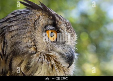 An Eagle Owl, Pitcombe Rock Falconry, Somerset, Inghilterra, Regno Unito Foto Stock