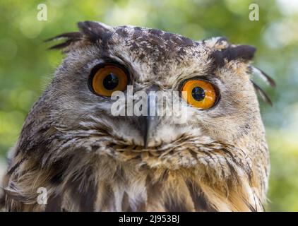 An Eagle Owl, Pitcombe Rock Falconry, Somerset, Inghilterra, Regno Unito Foto Stock