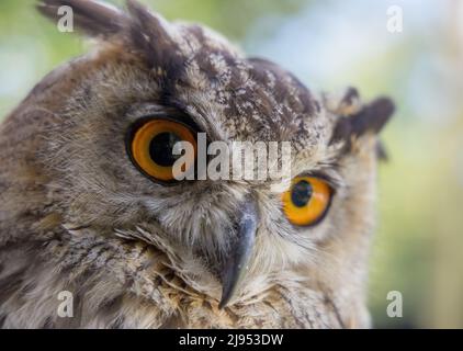 An Eagle Owl, Pitcombe Rock Falconry, Somerset, Inghilterra, Regno Unito Foto Stock