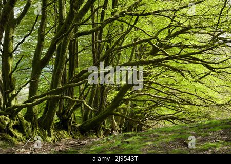 Edgebank di faggio sul bordo di Lype comune nelle colline di Brendon, Exmoor National Park, Somerset, Inghilterra. Foto Stock