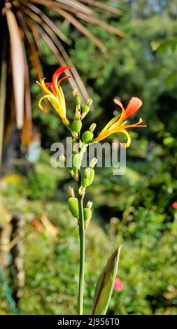 Bei piccoli fiori di canna generalis anche noto come giglio di canna o canca comune giardino in sfondo naturale giardino. Foto Stock