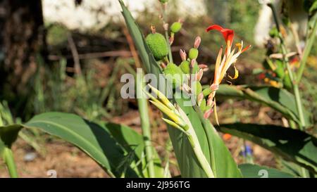 Bei piccoli fiori di canna generalis anche noto come giglio di canna o canca comune giardino in sfondo naturale giardino. Foto Stock