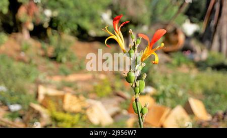 Bei piccoli fiori di canna generalis anche noto come giglio di canna o canca comune giardino in sfondo naturale giardino. Foto Stock