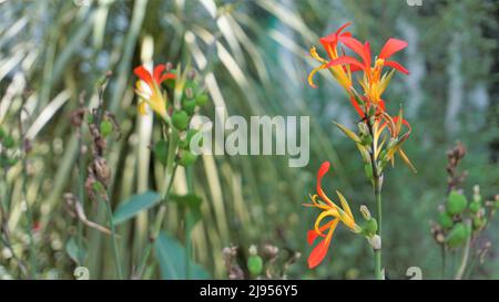 Bei piccoli fiori di canna generalis anche noto come giglio di canna o canca comune giardino in sfondo naturale giardino. Foto Stock