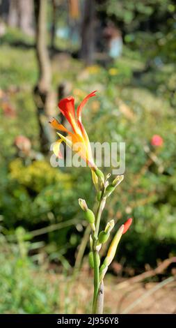 Bei piccoli fiori di canna generalis anche noto come giglio di canna o canca comune giardino in sfondo naturale giardino. Foto Stock