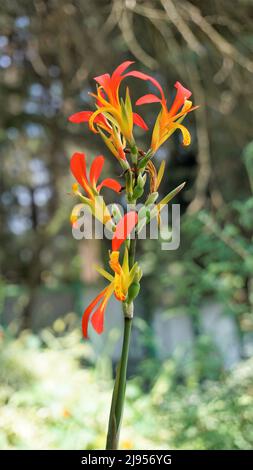 Bei piccoli fiori di canna generalis anche noto come giglio di canna o canca comune giardino in sfondo naturale giardino. Foto Stock