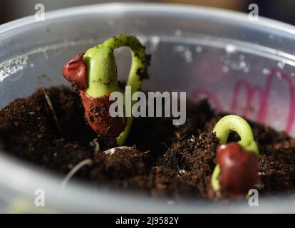 Una piantina di germogli di fagioli cresce in una piccola pentola di sporco Foto Stock