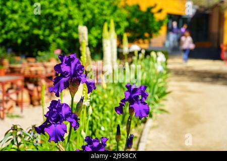 Donna passeggiando lungo il percorso del giardino con bellissimi fiori colorati. Foto Stock