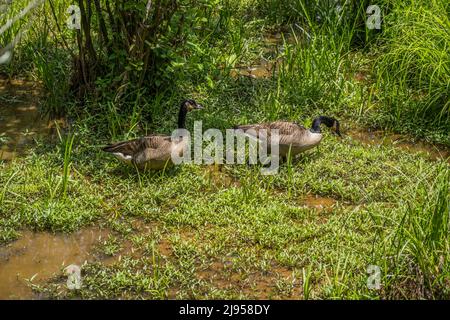 Due oche canadesi adulte che foraggiano cibo nelle acque poco profonde fangose circondate da piante acquatiche in una giornata di sole in primavera Foto Stock