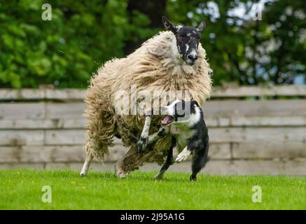 Skipton, North Yorkshire, Regno Unito. 20th maggio 2022. Un cane da pastore troppo entusiasta alla vendita primaverile di cani da pastore tenuti a Skipton, North Yorkshire, Regno Unito. Nessun danno è venuto a pecora o cane. Credit: John Eveson/Alamy Live News Foto Stock