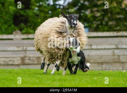 Skipton, North Yorkshire, Regno Unito. 20th maggio 2022. Un cane da pastore troppo entusiasta alla vendita primaverile di cani da pastore tenuti a Skipton, North Yorkshire, Regno Unito. Nessun danno è venuto a pecora o cane. Credit: John Eveson/Alamy Live News Foto Stock