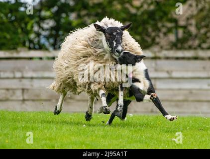 Skipton, North Yorkshire, Regno Unito. 20th maggio 2022. Un cane da pastore troppo entusiasta alla vendita primaverile di cani da pastore tenuti a Skipton, North Yorkshire, Regno Unito. Nessun danno è venuto a pecora o cane. Credit: John Eveson/Alamy Live News Foto Stock