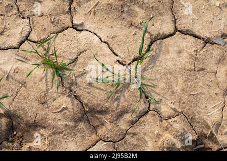 Pinnebog, Michigan - terreno asciutto in una fattoria nella regione Thumb del Michigan. Foto Stock