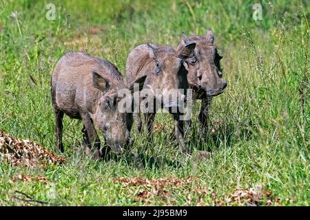 Tre comuni warthog (Phacochoerus africanus) sulla savana, Hluhluwe–Imfolozi Park / Game Reserve, KwaZulu-Natal, Sudafrica Foto Stock