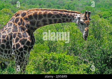 Giraffa sudafricana / giraffa del Capo (Giraffa camelopardalis giraffa) nel Parco Hluhluwe–Imfolozi / Riserva Naturale, KwaZulu-Natal, Sudafrica Foto Stock