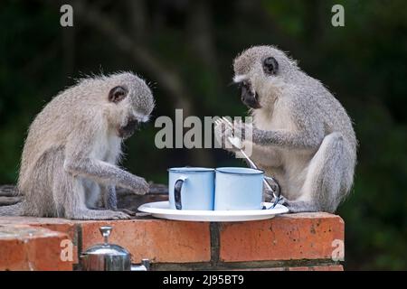 Due curiose scimmie vervet (Chlorocobus pygerythrus) che esaminano le posate al campeggio a St Lucia, uMkhanyakude, KwaZulu-Natal, Sudafrica Foto Stock