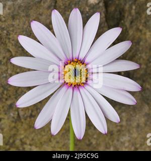 Primo piano Giardino Mediterraneo con Fiore africano Daisy Dimorphotheca Pluvialis Foto Stock