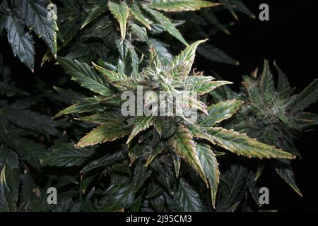 Ripen marijuana pianta su sfondo nero. Coni di canapa con foglie verdi e gialle, vista macro. Cespuglio femminile di cannabis con fiori in fiore e bianchi Foto Stock