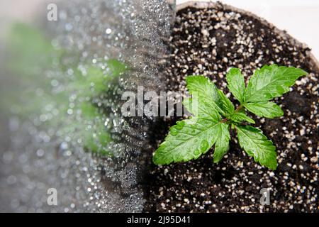 Piantina di cannabis in una scatola di crescita, vista macro. Piccola pianta di marijuana in una scatola di coltivazione con terreno di cocco, vista dall'alto, posa piatta. Concetto di crescita micro. Waterin Foto Stock