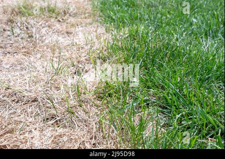 Distinzione visibile tra prato sano e erba bruciata chimica. Foto Stock