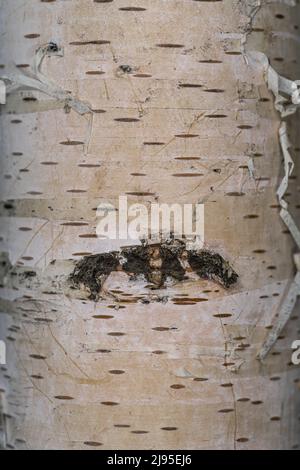 Corteccia di foglie di taglio Pezzolo bianco europeo (Betula pendula 'Dalecarlica') Foto Stock