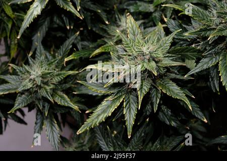 La cannabis fiorisce da vicino, vista macro. Tempo di raccolta, crescere maturo, overdose di fertilizzante. Germogli fiorenti con trichomi gialli, concetto crescente. Foto Stock