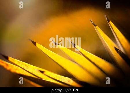 Foglie di una palma gialla con sfondo sfocato marrone e giallo Foto Stock