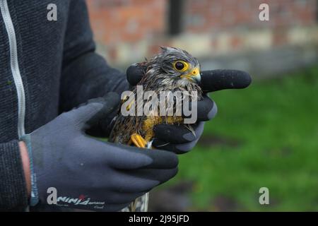 Lippstadt, Germania. 20th maggio 2022. Una poiana è stata salvata da un aiutante. Un presunto tornado ha causato danni enormi a Lippstadt il venerdì pomeriggio. Credit: Friso Gentsch/dpa/Alamy Live News Foto Stock