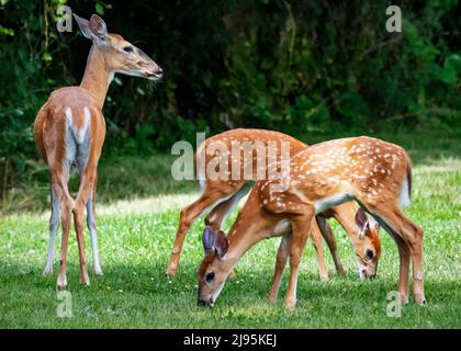 Una femmina del cervo osserva sopra i suoi fawns gemellati mentre pascolano su un prato suburbano. Foto Stock