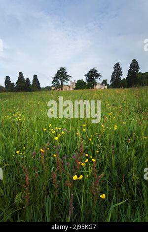 Unmown campo di fiori selvatici sulla Ashton Court Estate, compresi buttercup e trifoglio. Bristol, Regno Unito. Foto Stock