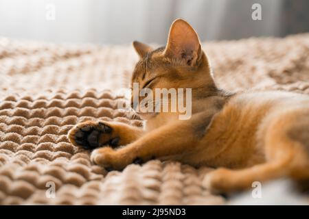 Piccolo gattino gatto della razza abissina si trova, dorme dolcemente su soffice coperta sul letto. Divertente pelliccia soffice kitty a casa. Pussyc carino marrone rosso per animali domestici Foto Stock