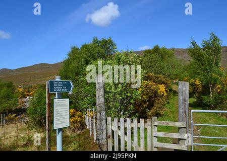 Gorse all'inizio della passeggiata a ben Mor Coigach, un cresta da favola vicino Ullapool, escursionisti, escursionisti, viste delle isole estive Foto Stock