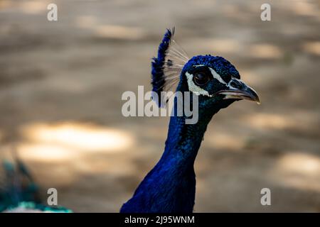 Curioso pavone di colore blu fissante. Animale con belle piume. Foto Stock