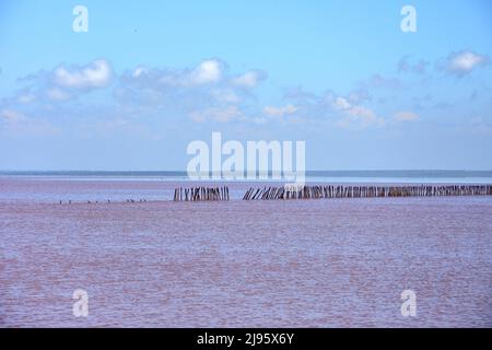 Lago di sale rosa in Crimea-Sasyk-Sivash Foto Stock