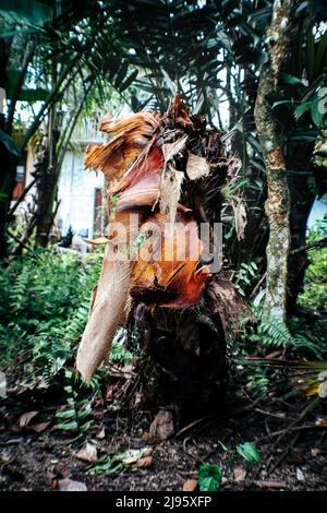 Un'immagine di un albero di cocco a sinistra perché il suo tronco è stato tagliato Foto Stock
