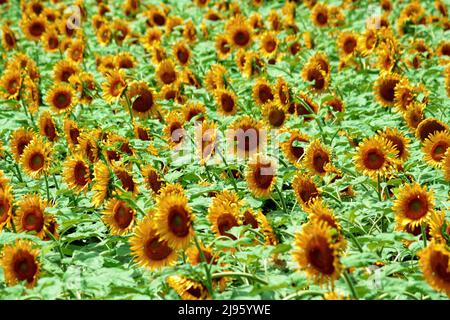 Molti girasoli ondeggiano nel vento nel campo estivo Foto Stock