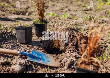 Piantando i capelli di bronzo si sedge nel suolo. Piante di giardiniere Leatherleaf carex in terra in giardino di primavera con pala. Foto Stock