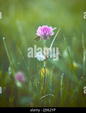 Trifolium pratense, il trifoglio rosso, una specie erbacea di piante fiorite che si trova in un prato di fiori selvatici nello Yorkshire con rugiada mattutina sulle foglie. Foto Stock